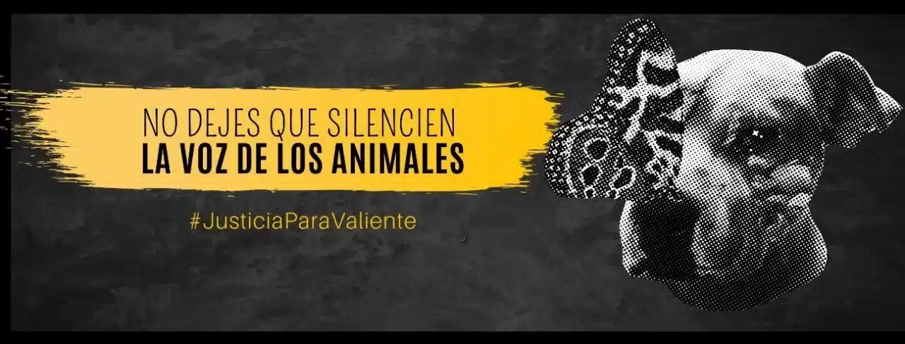 Campaña Justicia para Valiente: no dejes que silencien la voz de los animales